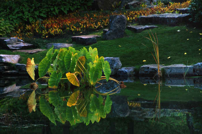 image: japanese garden