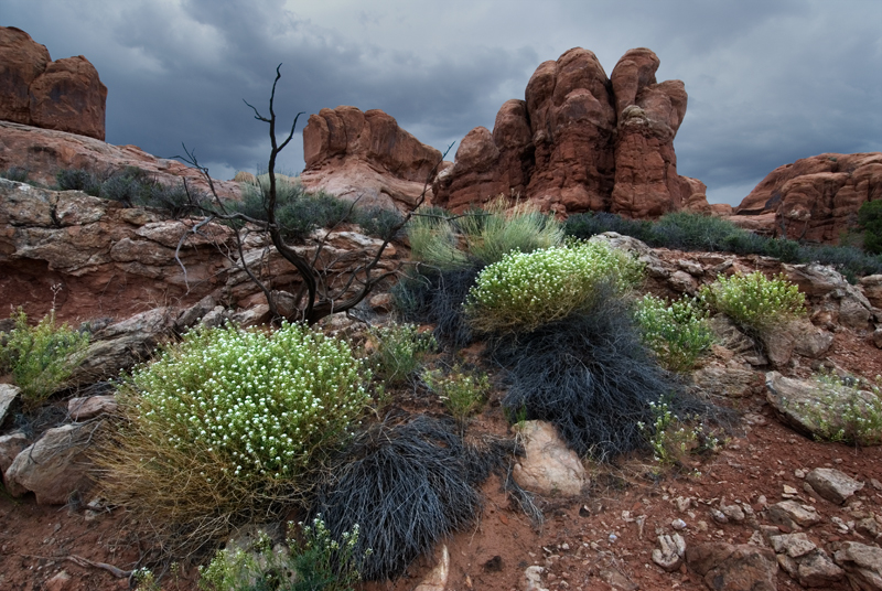 Peppergrass: Arches National Park