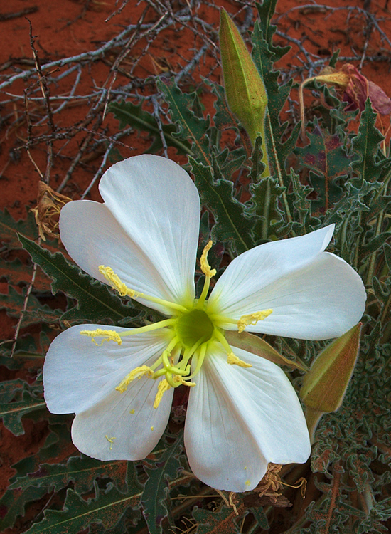 Primrose: Arches National Park