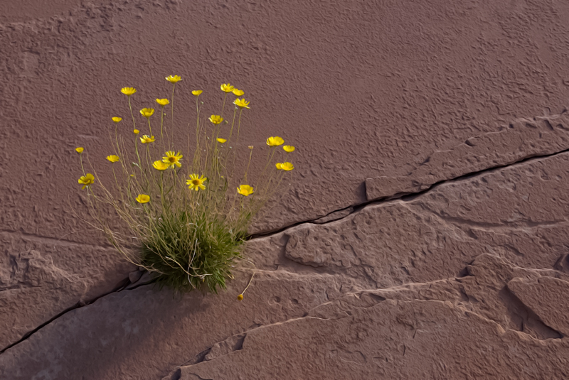 Flowers: Arches