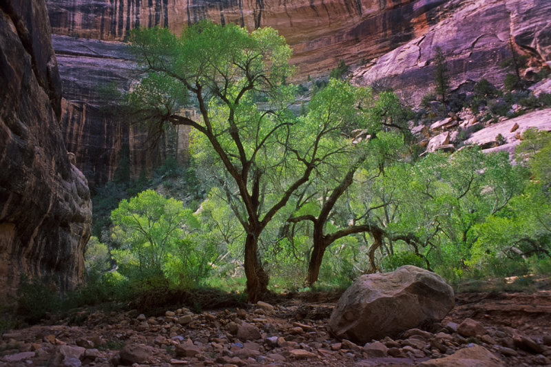 Cottonwoods