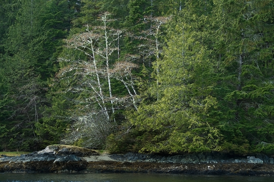 bamfield_trees_9954_npdpe