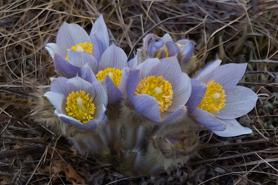 crocus_2920_npe