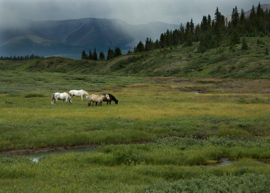 horses_sulphur_5552_900