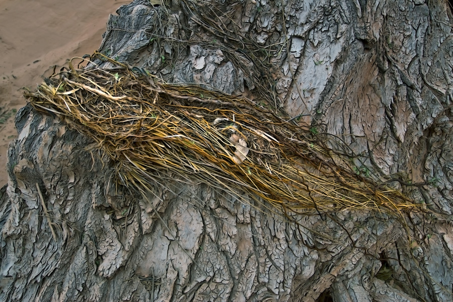 horseshoe_flooddebris_7237_npeusm