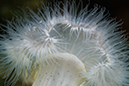 bamfield_anemone_9687