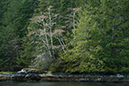 bamfield_trees_9954_npdpe