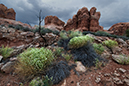 arches_peppergrass_3754_900