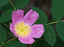 wildrose_6386_900x675