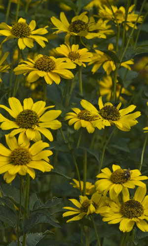 daisies