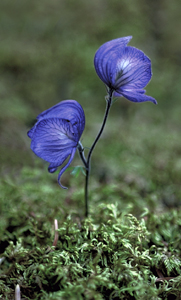 monkshood