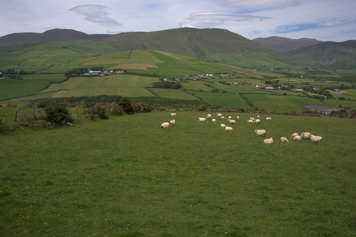 dingle