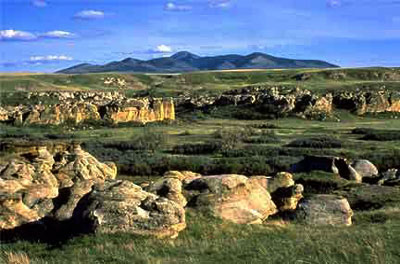 A grassland landscape