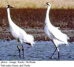 Whooping Crane Photo