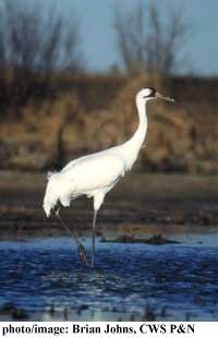 Whooping Crane Photo