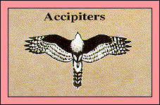 JPG -- Picture of accipiter outline