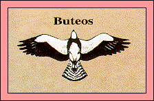 JPG -- Picture of buteo outline