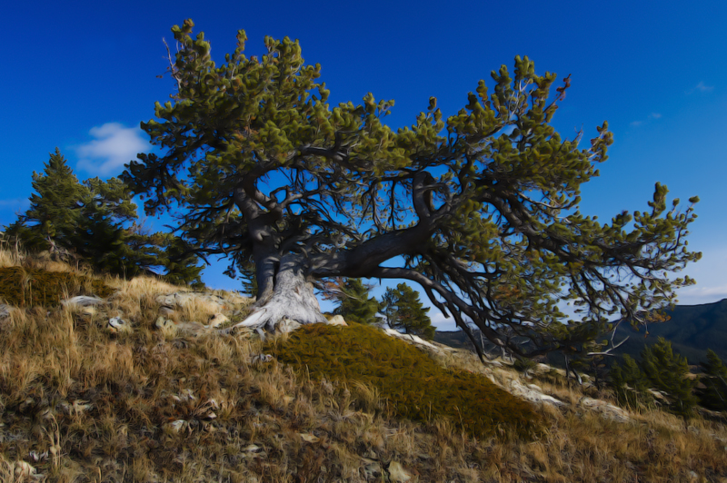 Bob Creek Wildland